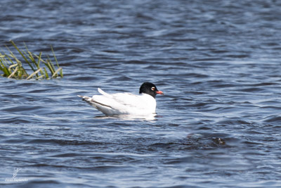 Mouette mélanocéphale